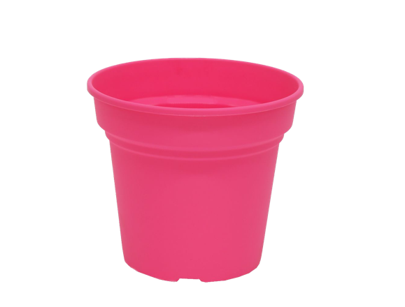 Daiquiri Round Fuchsia 