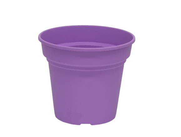 Daiquiri Round Purple