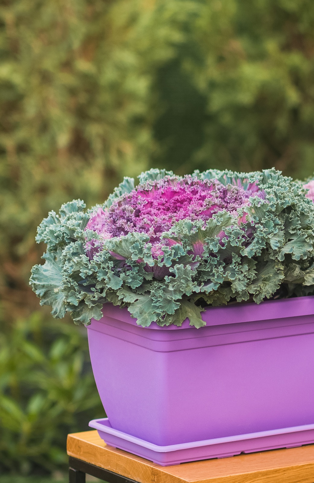 Window Box